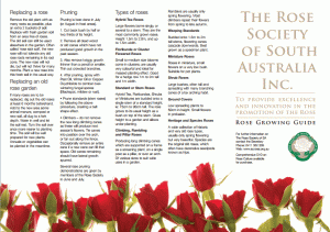 RoseGrowingGuide
