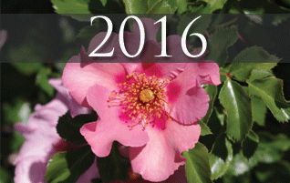 2016